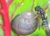 Polistes sp.